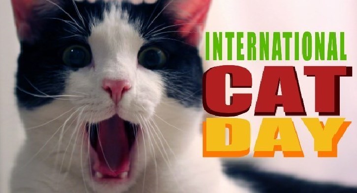International Cat Day 2023: Happy Cat Day Celebrations!