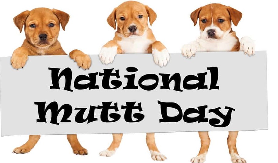National Mutt Day 2022- Why USA Love to Celebrate National Mutt Day?