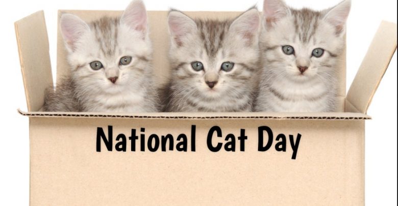 National Cat Day