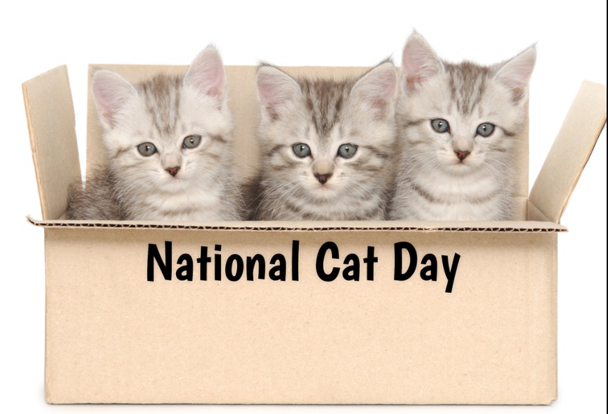 National Cat Day 2022 Date, History, Importance, Traditions, Celebrations & Facts
